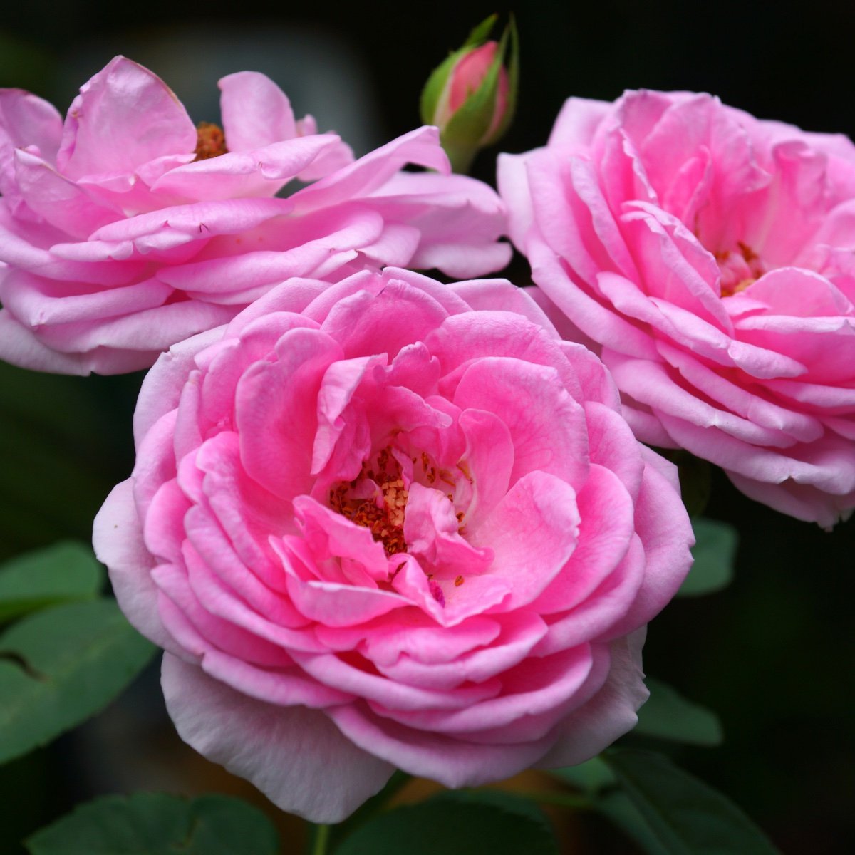 New Floral Ingredients - Natural Rose Water